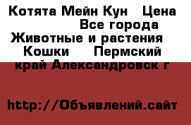 Котята Мейн Кун › Цена ­ 15 000 - Все города Животные и растения » Кошки   . Пермский край,Александровск г.